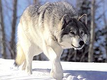 A gray wolf walking in the snow