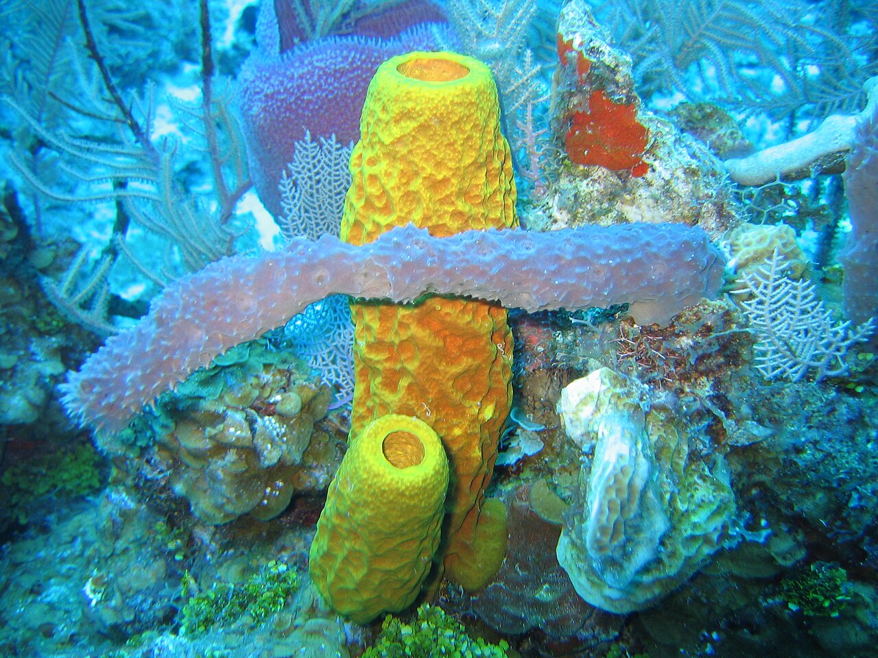 Yellow tube sponges and a pink vase sponge growing on a coral reef under the sea
